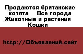 Продаются британские котята  - Все города Животные и растения » Кошки   